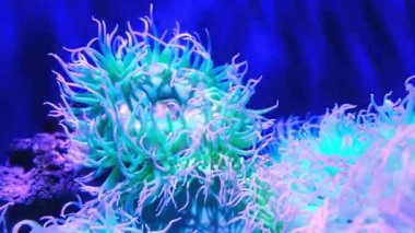 Closeup deniz anemone, deniz yaşamı