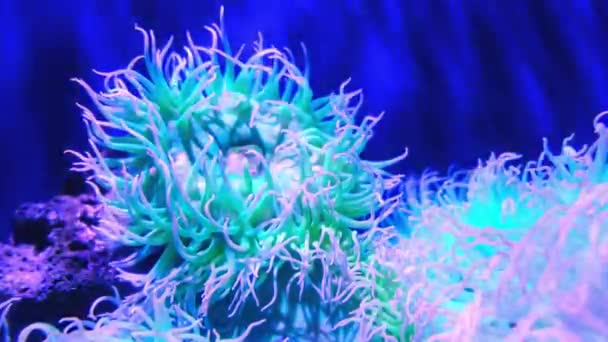 Closeup Deniz Anemone Deniz Yaşamı — Stok video