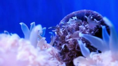 mavi arka planda denizanası 