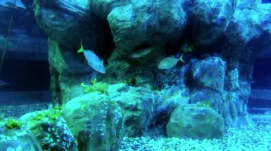 Akvaryum yüzme Sawshark