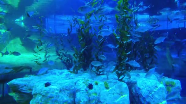 Poissons Nageant Dans Aquarium — Video