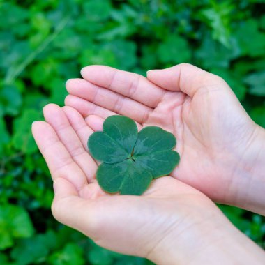 Dört yapraklı yonca tutan el