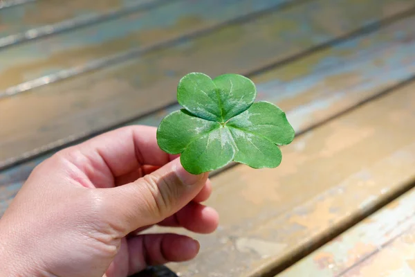 Mano sosteniendo un trébol de hoja — Foto de Stock