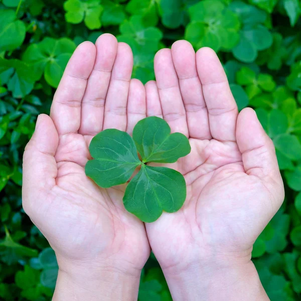 Hand met een klavertje — Stockfoto