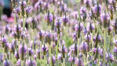  Lavandula multifida çiçek
