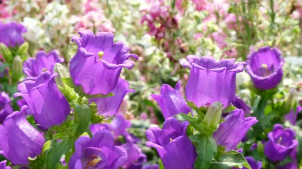 Violet cloches de canterbury fleurs 