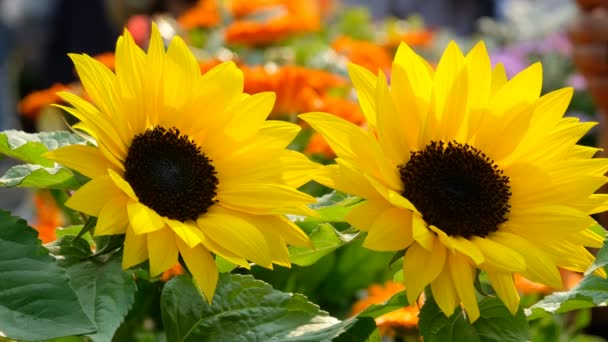 在阳光下的美丽黄色向日葵 — 图库视频影像