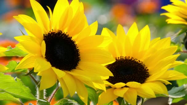 Красивий Жовтий Соняшник Сонці — стокове відео