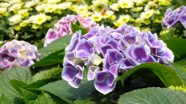 Μοβ Ορτανσία Λουλούδι Έναν Κήπο — Αρχείο Βίντεο
