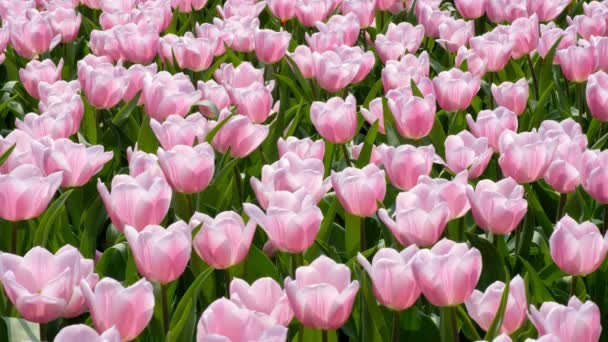 Група Рожевих Tulip — стокове відео