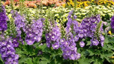Delphinium, bahçede çiçek açan mum Delphinium mor çiçekler
