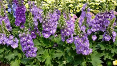 Delphinium, bahçede çiçek açan mum Delphinium mor çiçekler
