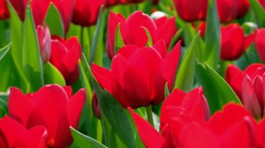 Bahçedeki kırmızı laleler