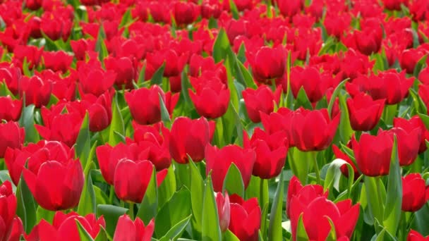Rode Tulpen Tuin — Stockvideo