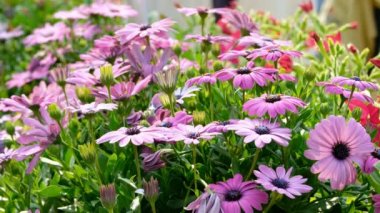 Mor Osteosperumum çiçek papatya