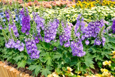 Delphinium, bahçede çiçek açan mum Delphinium mor çiçekler