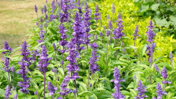 Salvia Farinacea Benth Garten — Stockvideo