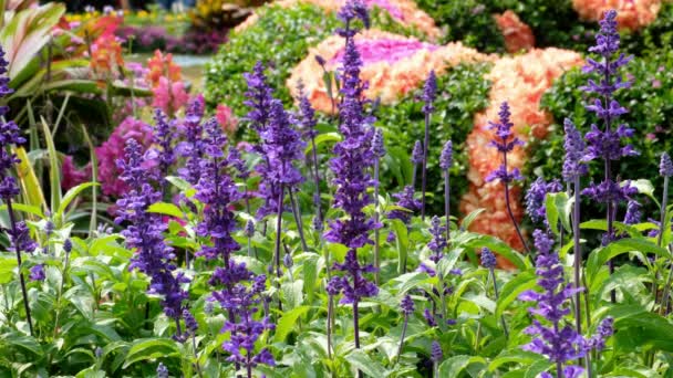 Salvia Farinacea Benth Jardim — Vídeo de Stock