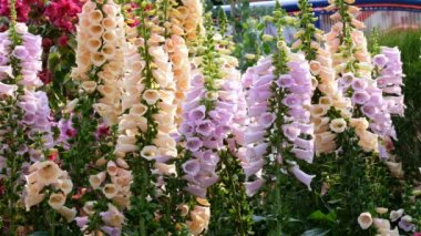 Pembe ç (Digitalis Purpurea yakın çekim)