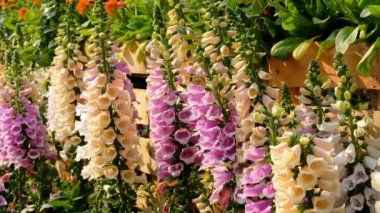 Pembe ç (Digitalis Purpurea yakın çekim)