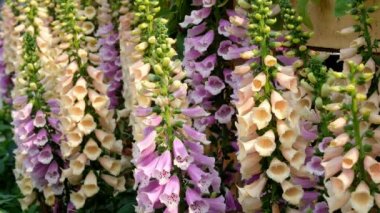 Pembe ç (Digitalis Purpurea yakın çekim)