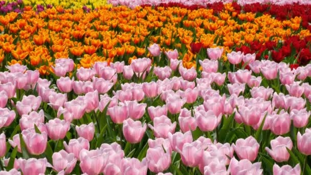 Feld Aus Bunten Tulpen — Stockvideo