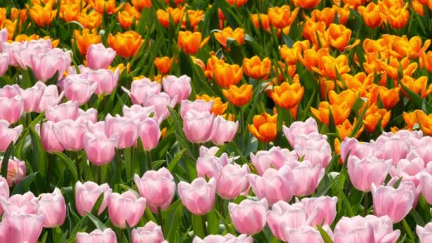 Поле Цветных Тюльпанов — стоковое видео