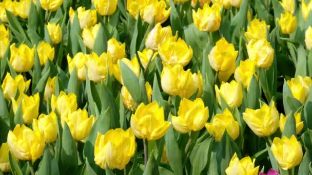 Veld Van Gele Tulpen — Stockvideo