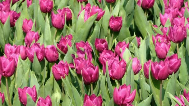 Gebied Van Paarse Tulpen — Stockvideo