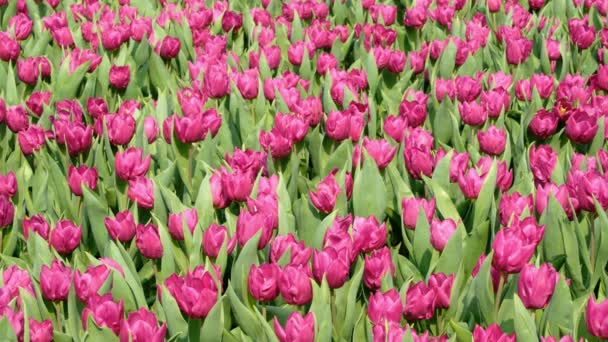 Gebied Van Paarse Tulpen — Stockvideo