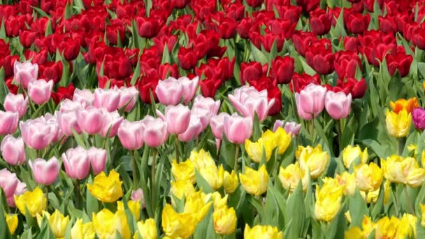 Gebied Van Kleurrijke Tulpen — Stockvideo