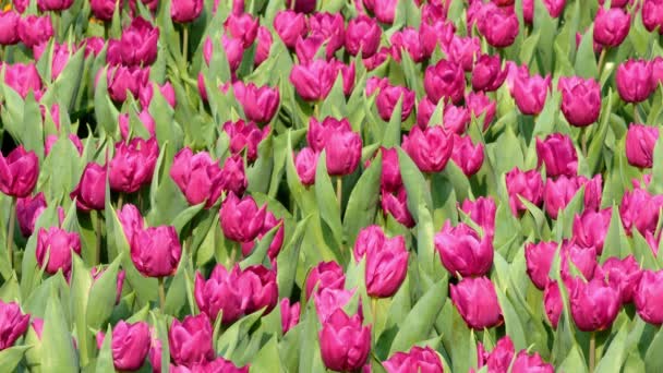 Feld Aus Violetten Tulpen — Stockvideo