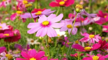 Güzel Cosmos çiçekler öğle vakti gün güneş