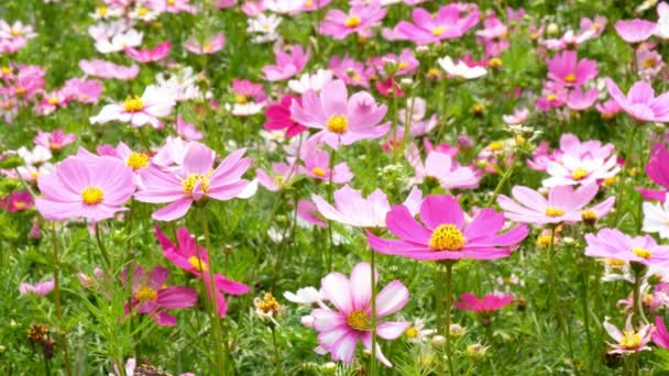 Mooie Cosmos Bloemen Middag Dag Zon — Stockvideo