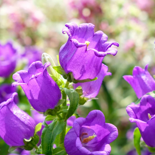 Květy fialové Canterburské zvony — Stock fotografie