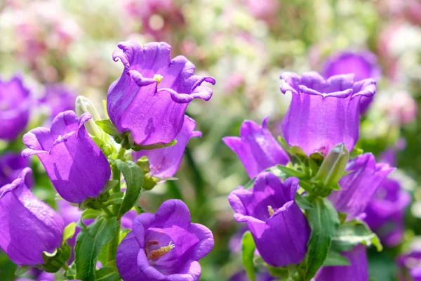 Цветы Кентерберийских колоколов — стоковое фото