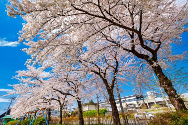 Bulutlu Günde Güzel Kiraz Çiçekleri