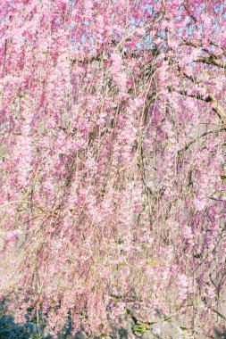 Güzel Pembe Kiraz Çiçekleri Özgeçmişi