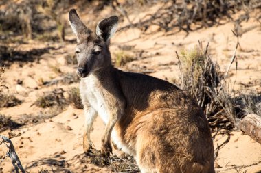 Bir kanguru Ningaloo içinde