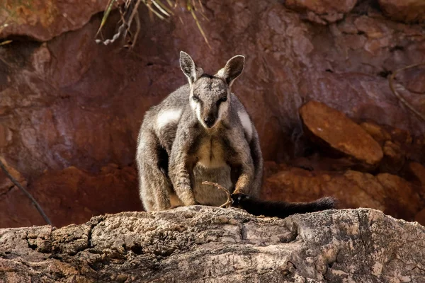 Um wallaby de rocha em uma pedra — Fotografia de Stock