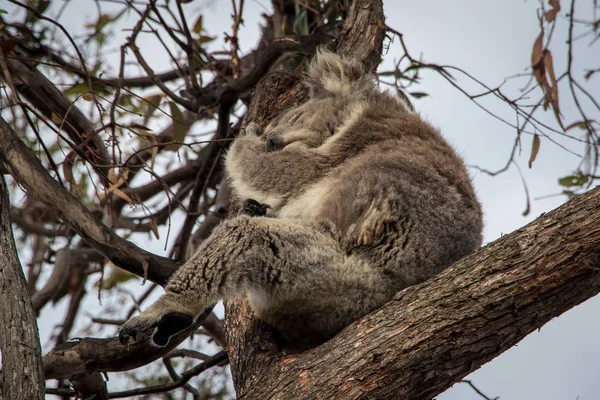 A Koala resting in a tree with his leg hanging down. From Raymond Island, Victoria, Australia