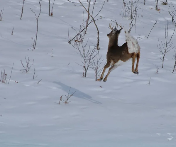 Όμορφη Whitetail Buck Airborne Running Στο Χιόνι — Φωτογραφία Αρχείου