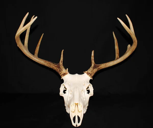 European Mount Whitetail Buck Isolated Black Background — 스톡 사진