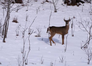 Beyaz kuyruklu geyik (Odocoileus virginianus) geyiği Wisconsin 'de kış karında bir tarlada duruyor.