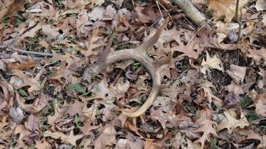 Buck 'ın baharda bulduğu Whitetail' li Shed Antler.