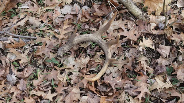 Capannone Antler Whitetail Buck Trovato Primavera — Foto Stock