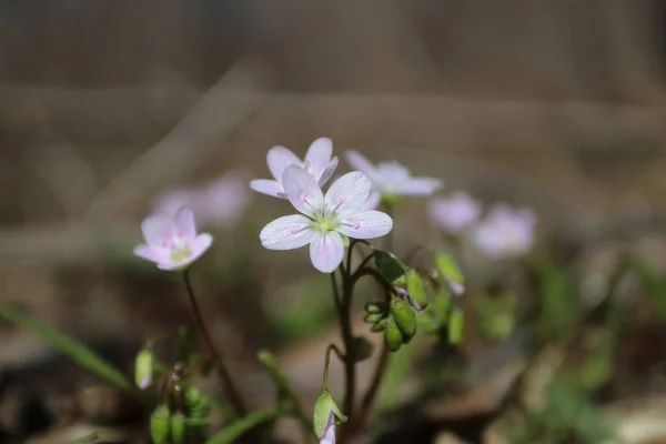 Carolina Bahar Güzelliği (Claytonia caroliniana)