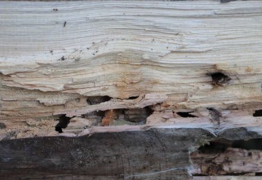 Kara Marangoz Karınca kolonisinden (Camponotus Pennsylvanicus) eve yapısal hasar)