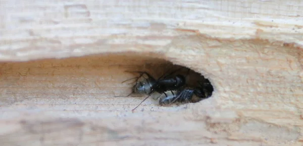 Dommages Structurels Causés Maison Par Colonie Fourmis Charpentières Noires Camponotus — Photo