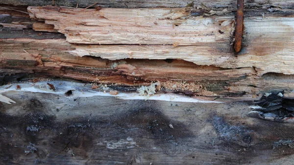 Dommages Structurels Causés Maison Par Colonie Fourmis Charpentières Noires Camponotus — Photo